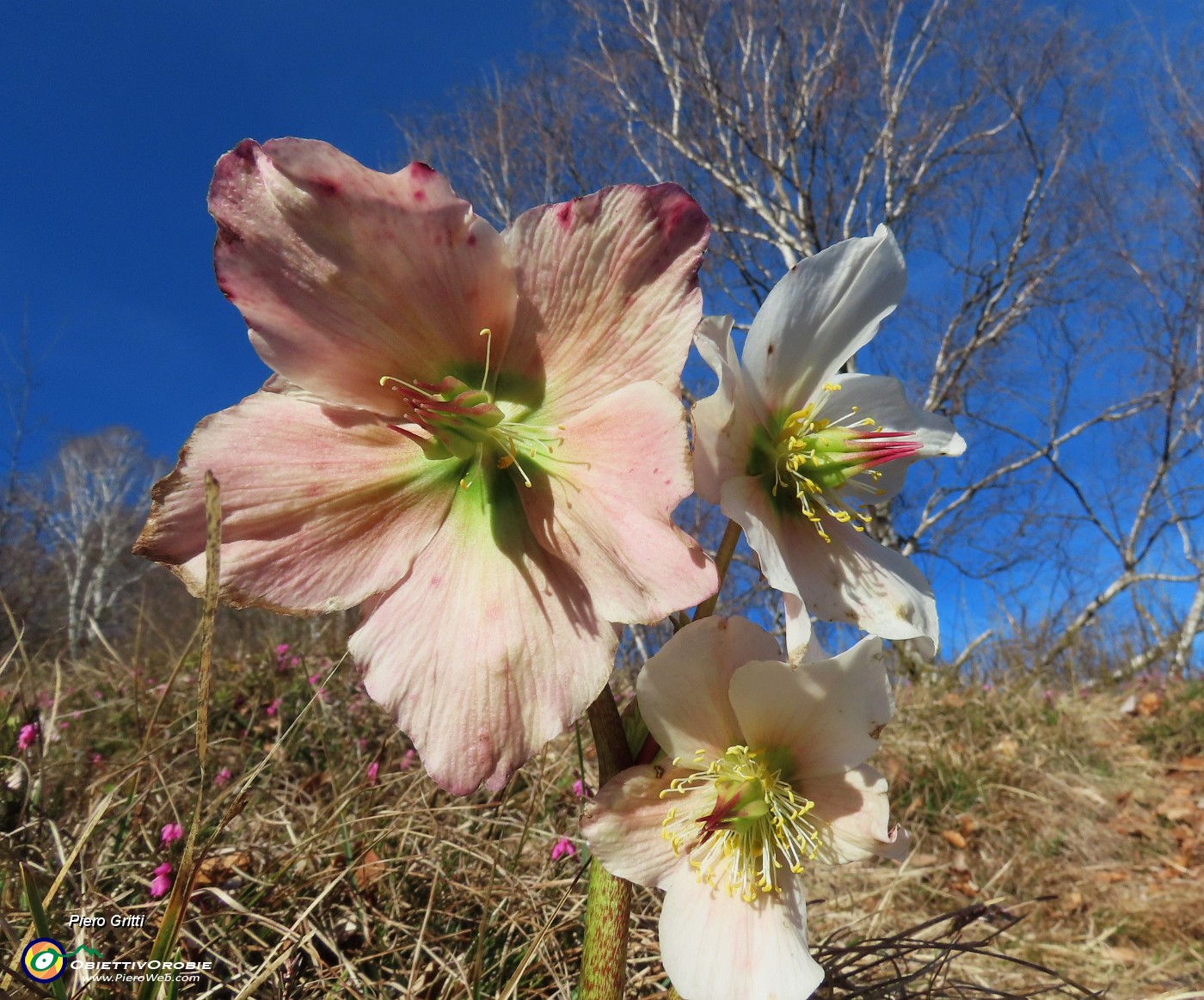 03 Helleborus niger (Elleboro) verso la fruttescenza.JPG